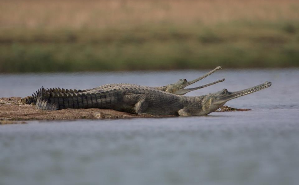 National-Chambal-Sanctuary (1)