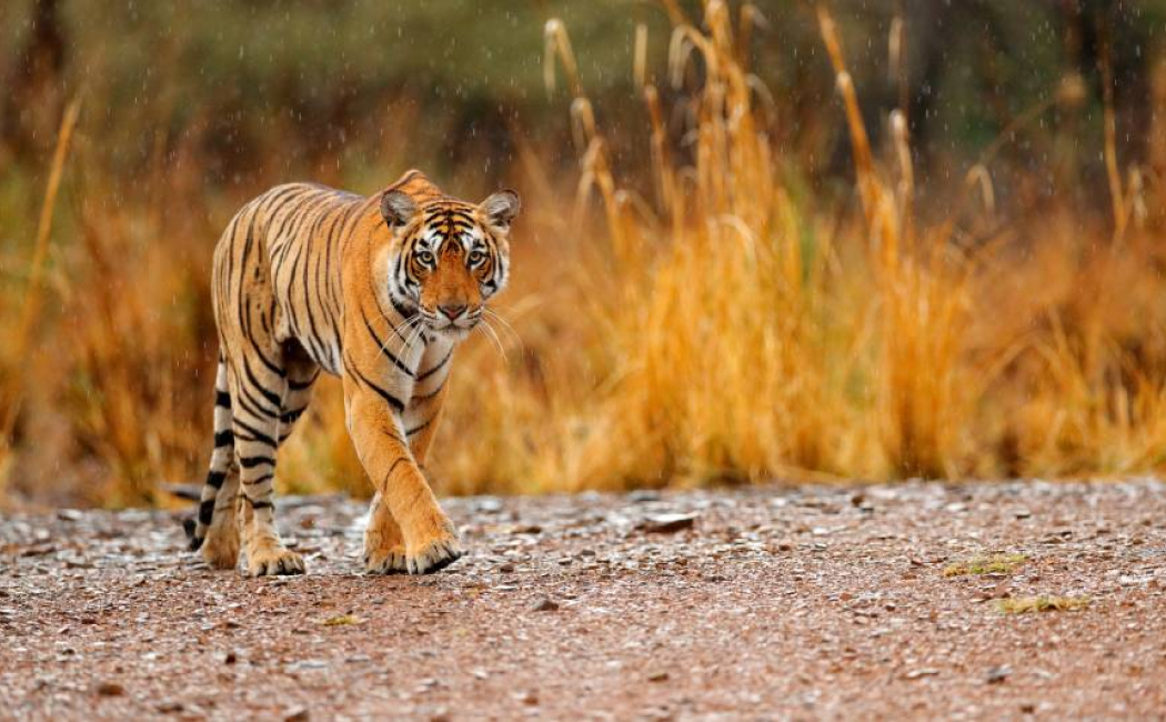 ranthambore-sariska-bharatpur-tour2